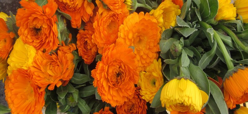 Calendula Flowers