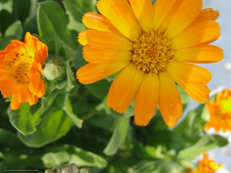 Calendula Flowers — Yellow