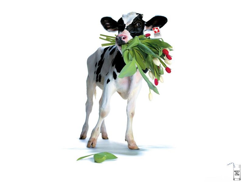 Calf holding flowers