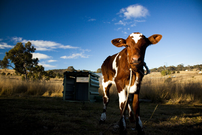 Calf in a field