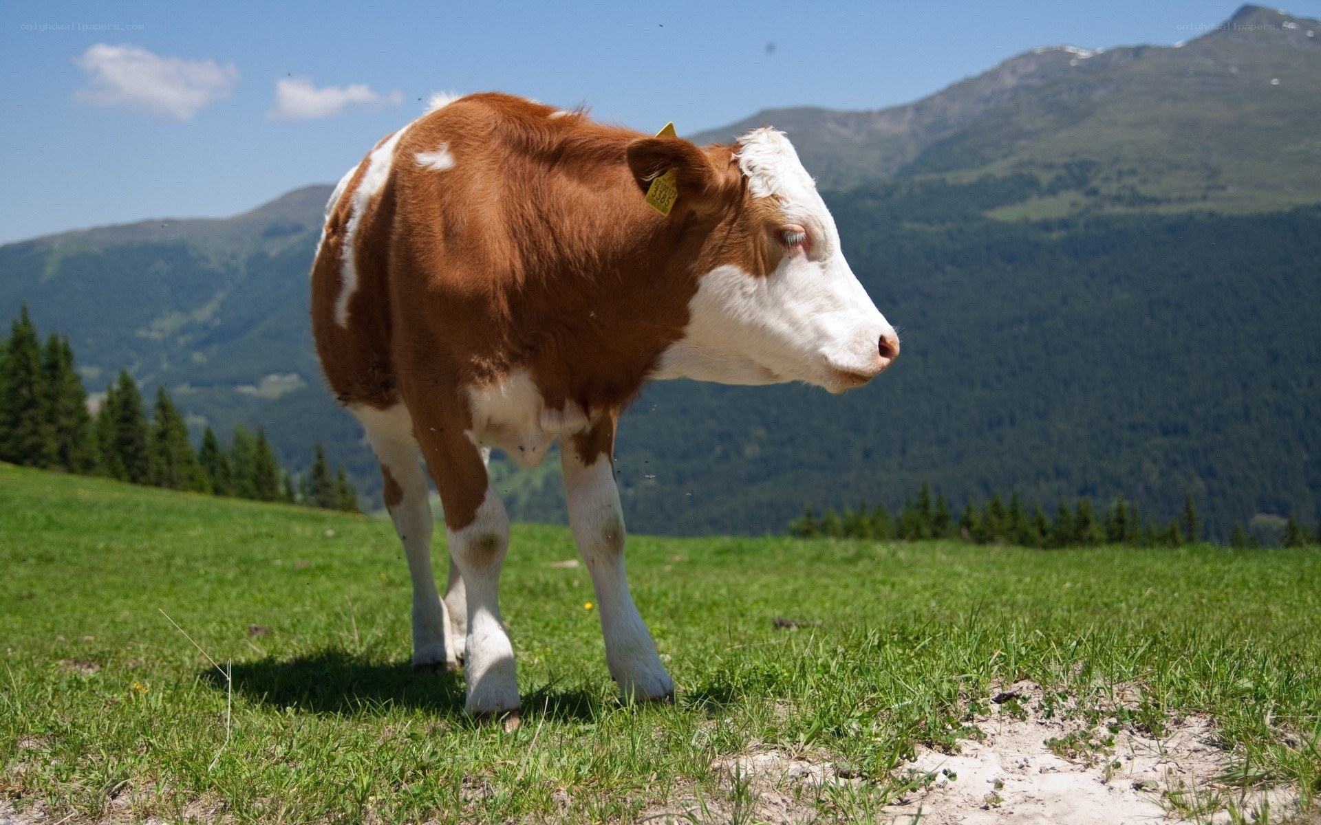 Calf in mountain pasture