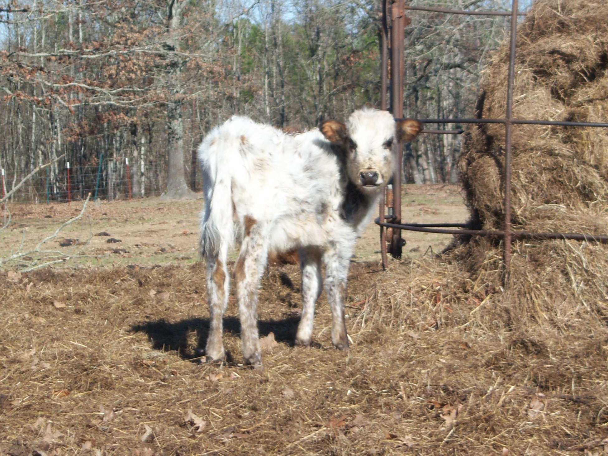 calf near hay bale