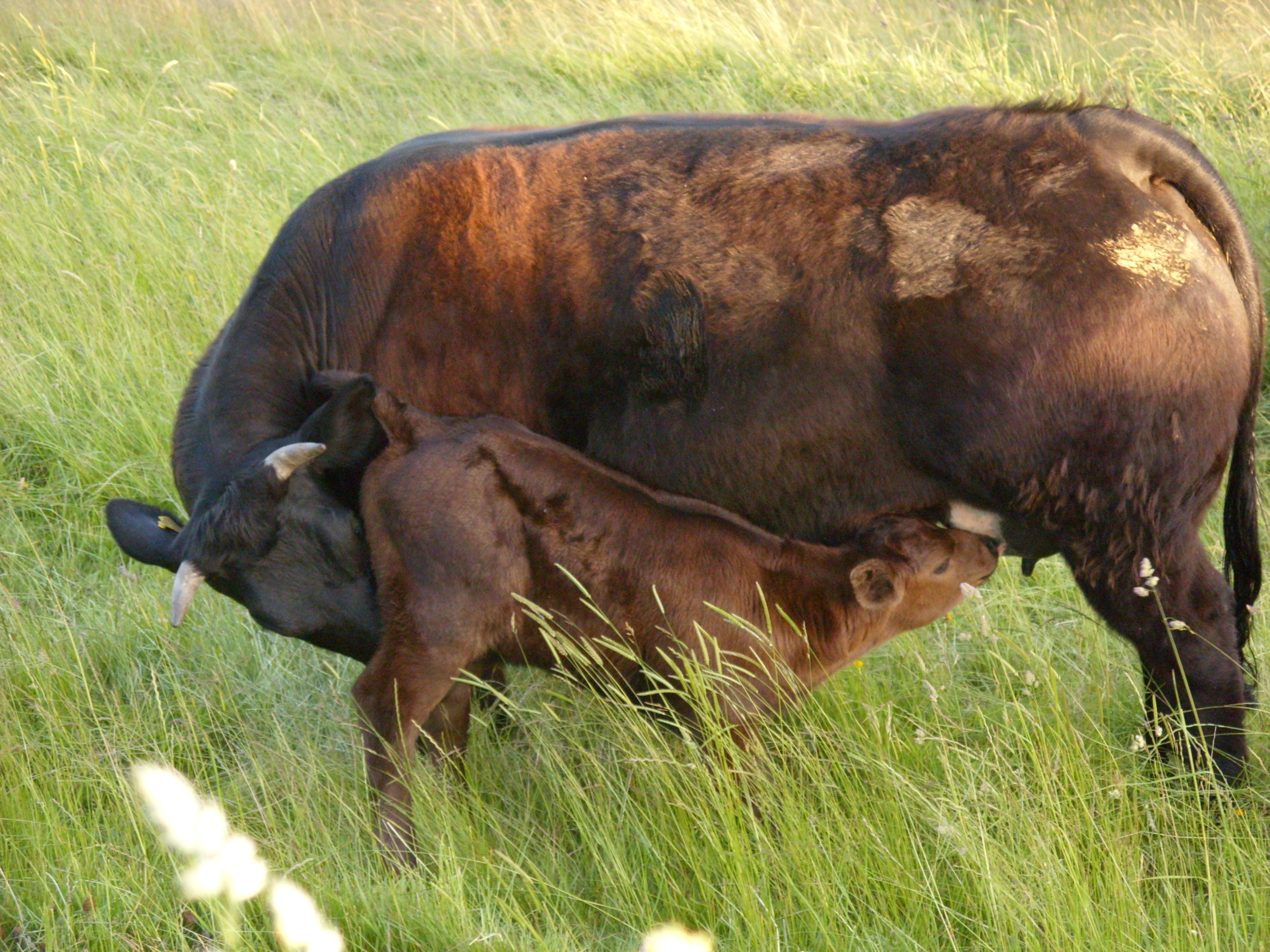 Calf nursing from mother cow