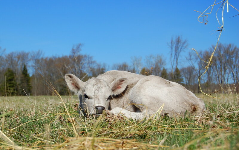 Calf resting in a field