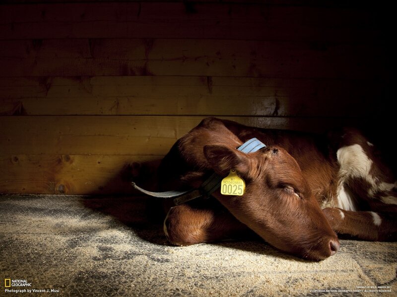 Calf resting in barn