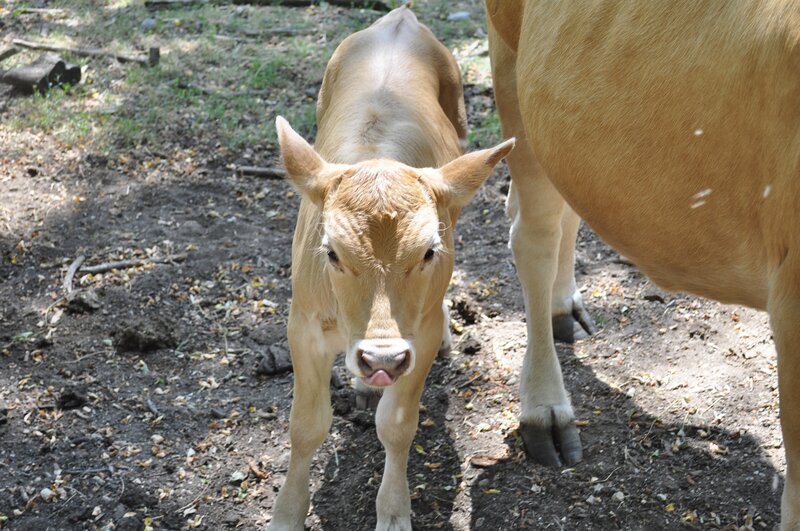 calf standing with mother