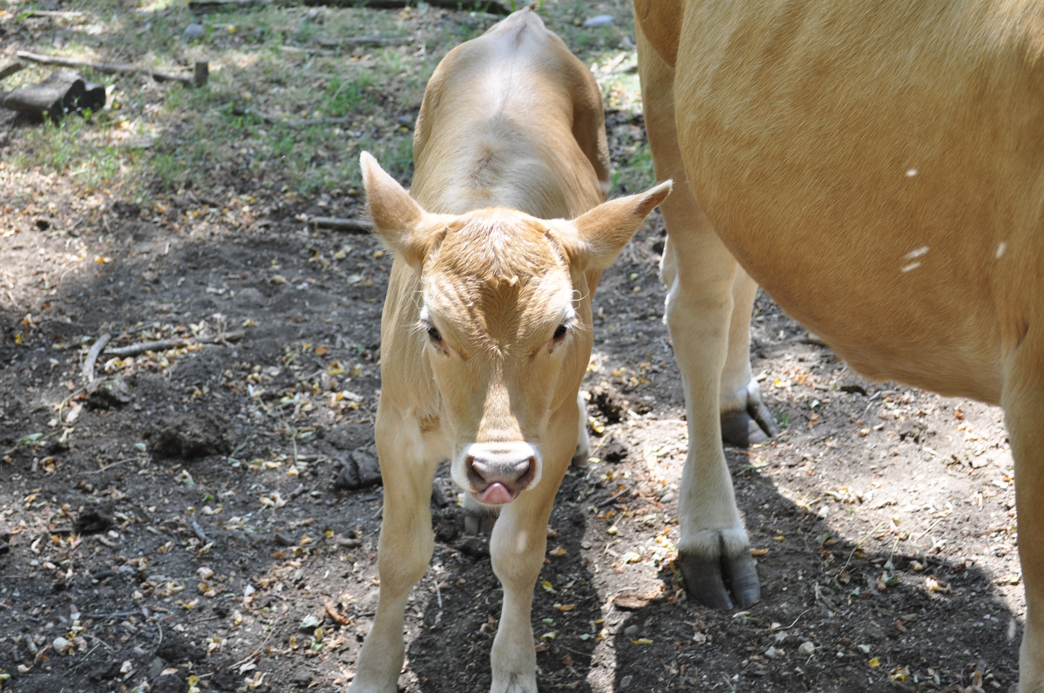 calf standing with mother