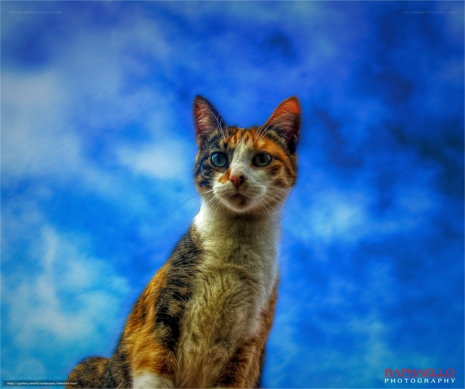 calico cat against blue sky