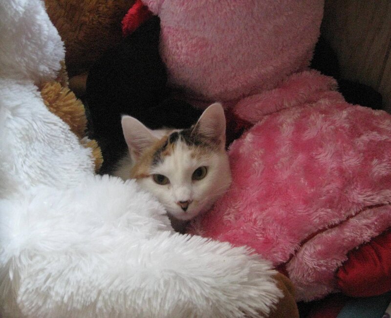 Calico Cat Among Toys