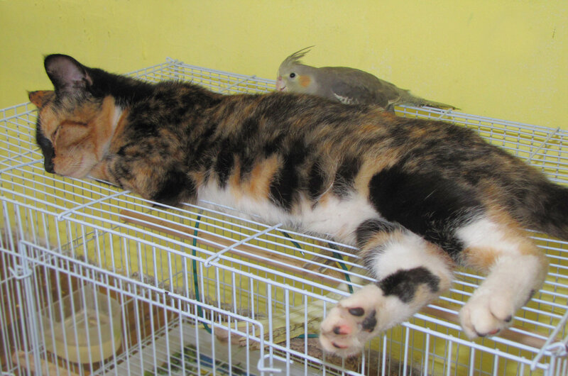 Calico Cat and Cockatiel