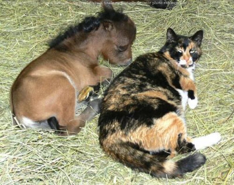 Calico Cat and Foal