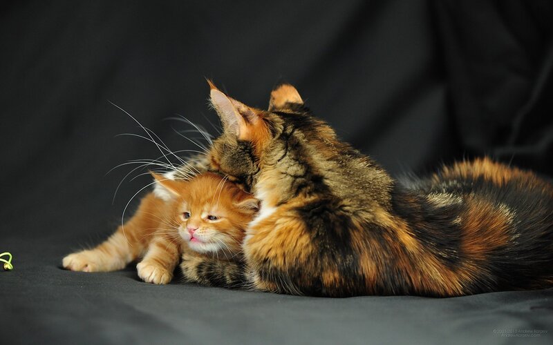 Calico Cat and Kitten — Black