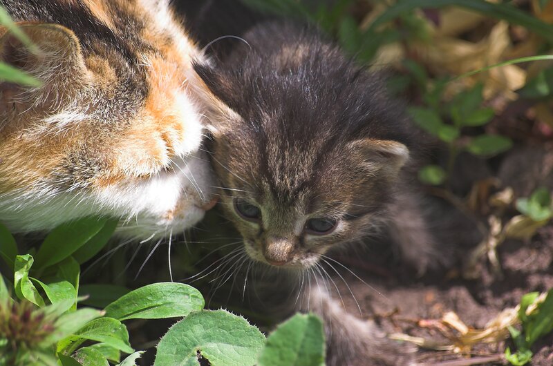 Calico Cat and Kitten — Brown, Natural