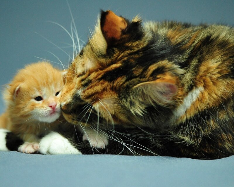 Calico Cat and Kitten — Brown, Peaceful, Photograph