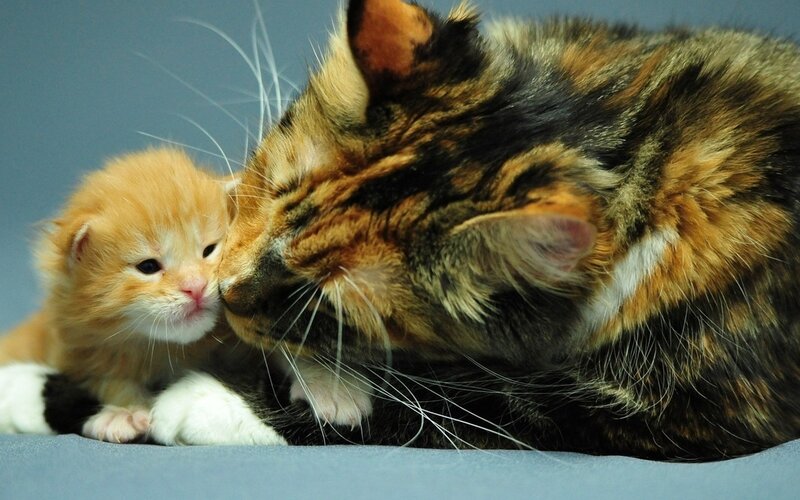 Calico Cat and Kitten — Brown, Serene