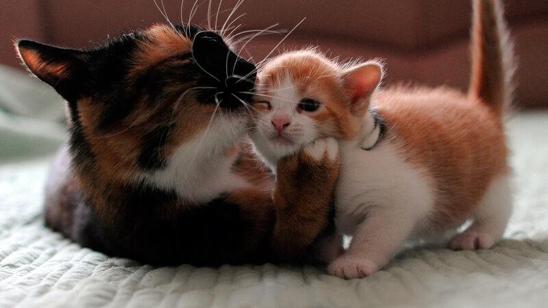 Calico Cat and Kitten — Brown