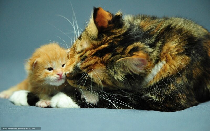 Calico Cat and Kitten — Gray
