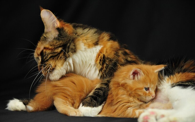 Calico Cat and Kitten — Orange
