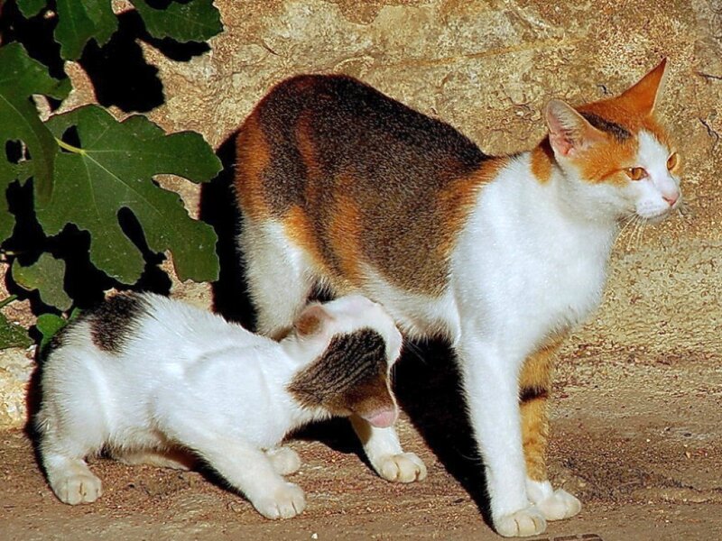 Calico Cat and Kitten