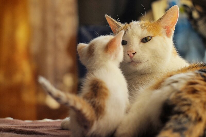 Calico Cat and Kitten — White, Calm