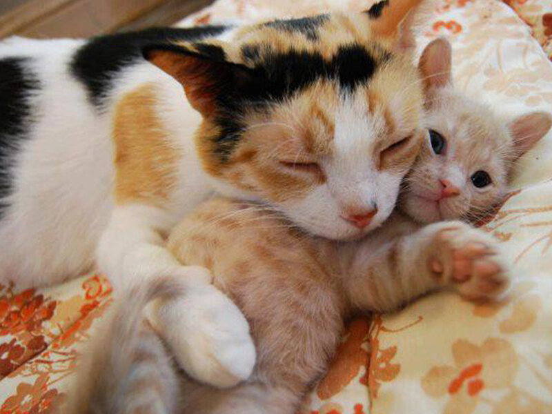 Calico Cat and Kitten — White