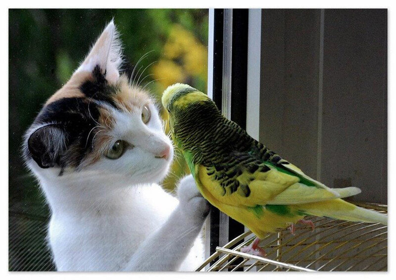 Calico Cat and Parakeet