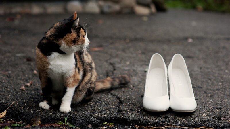 Calico Cat and Shoes