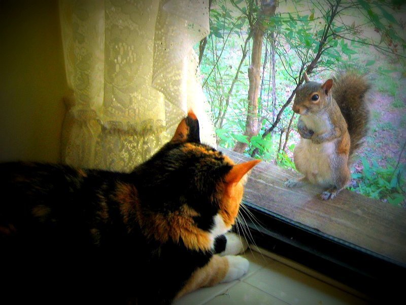 Calico Cat and Squirrel