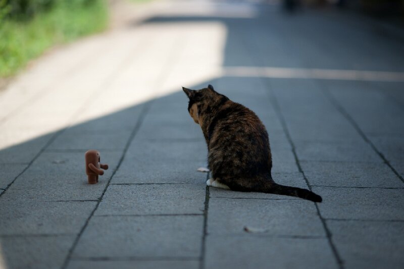Calico Cat and Toy
