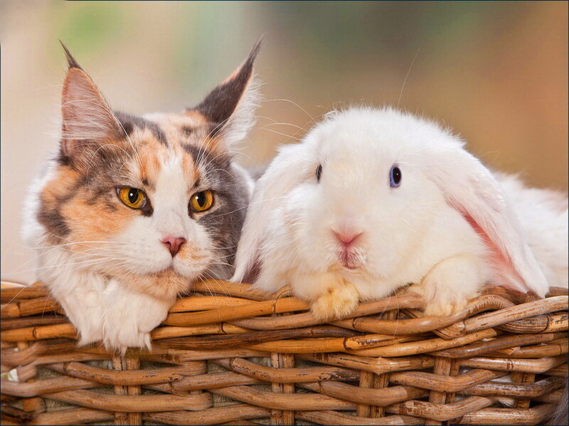 Calico Cat and White Rabbit