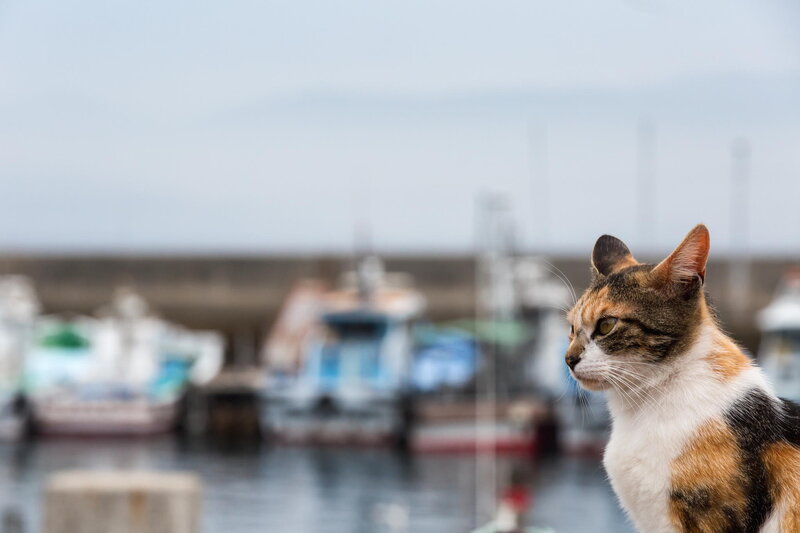 Calico Cat at Harbor