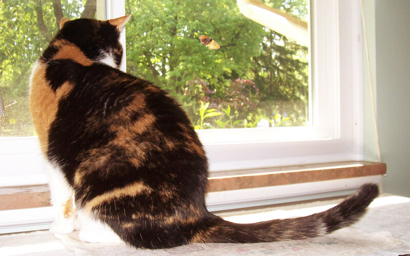 Calico Cat at Window — Black