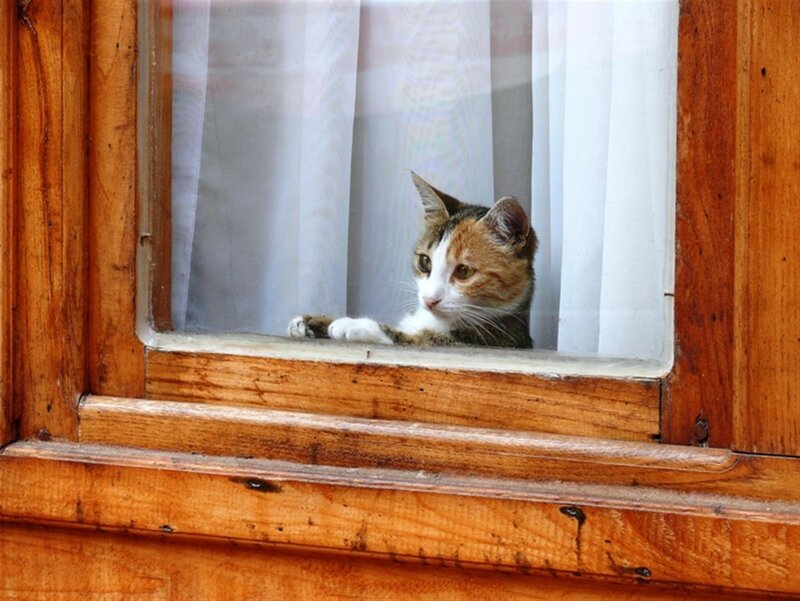 Calico Cat at Window — Brown, Calm