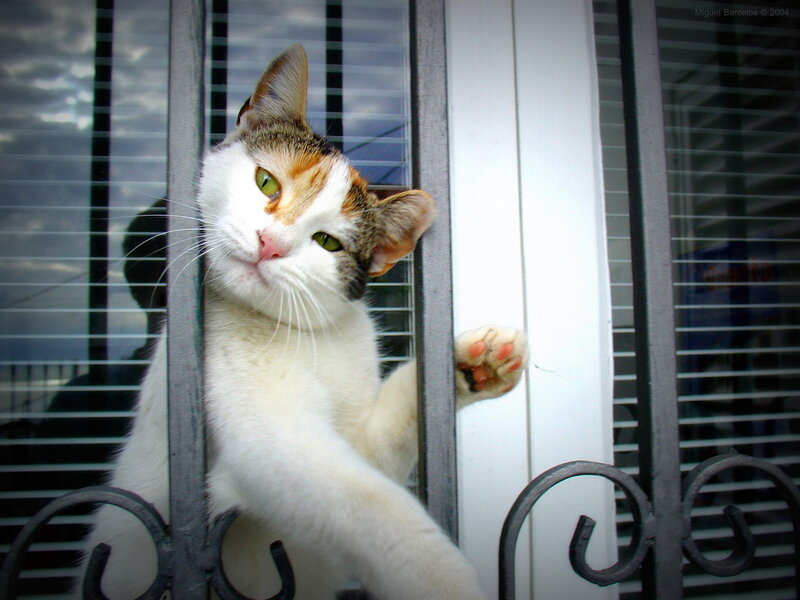 Calico Cat at Window — White