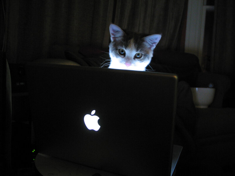 Calico Cat Behind Laptop