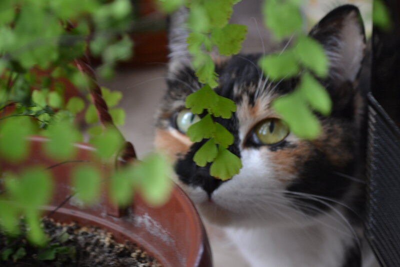 Calico Cat Behind Plant