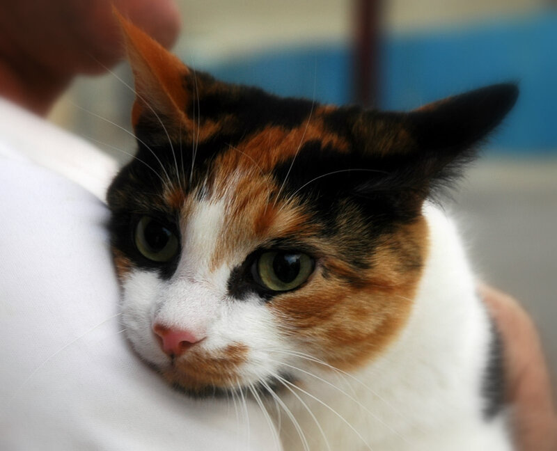 calico cat being held
