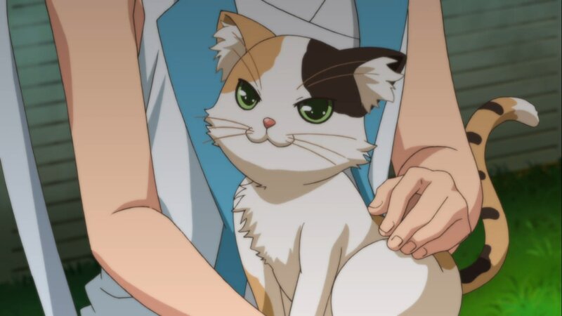 Calico Cat Being Held — White