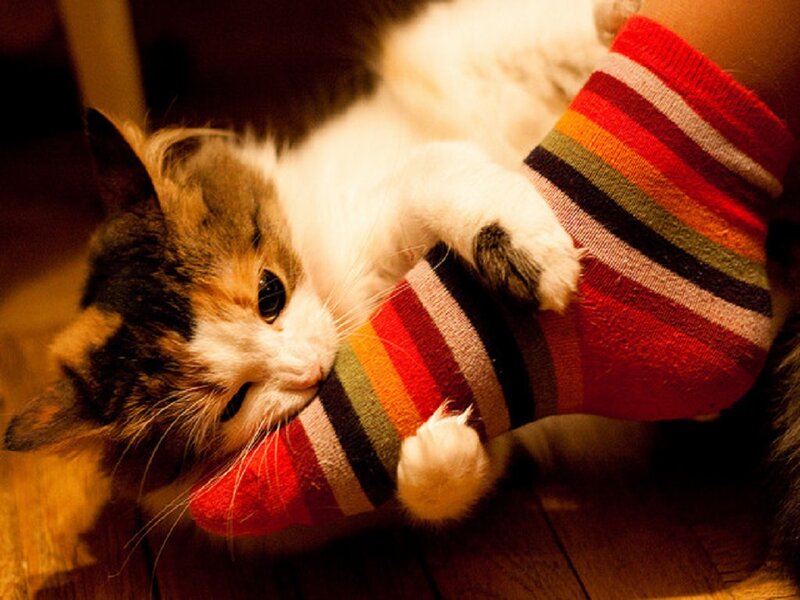 Calico Cat Biting Sock
