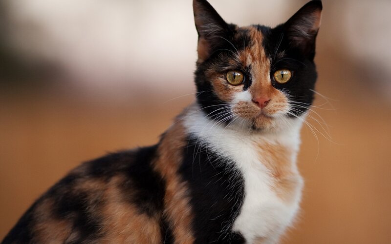 Calico Cat — Black, Neutral, Photograph