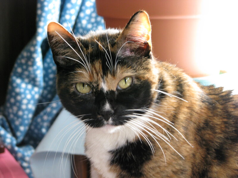 Calico Cat — Black