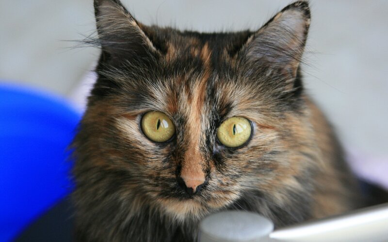 Calico Cat — Brown, Neutral