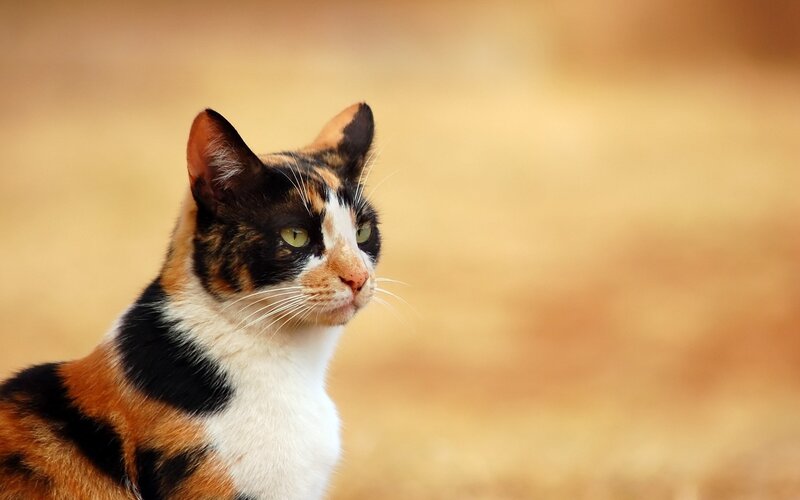 Calico Cat — Brown
