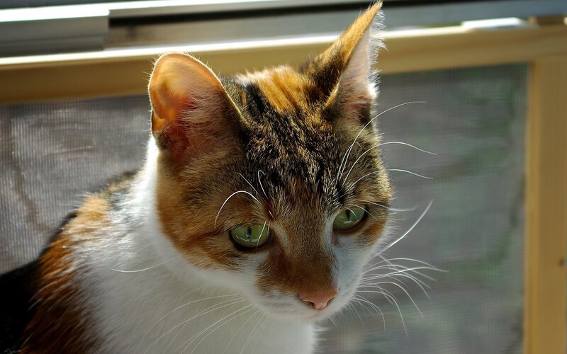 Calico Cat by Window — White