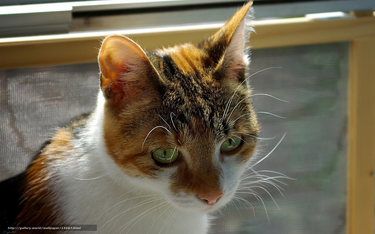 calico cat by window