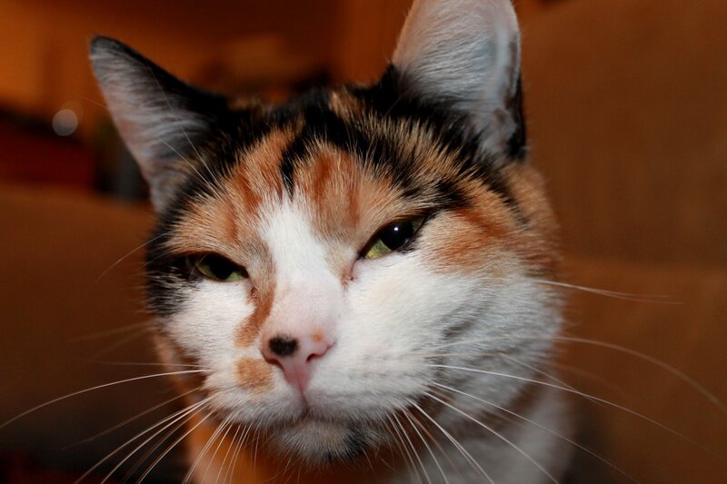 calico cat close-up