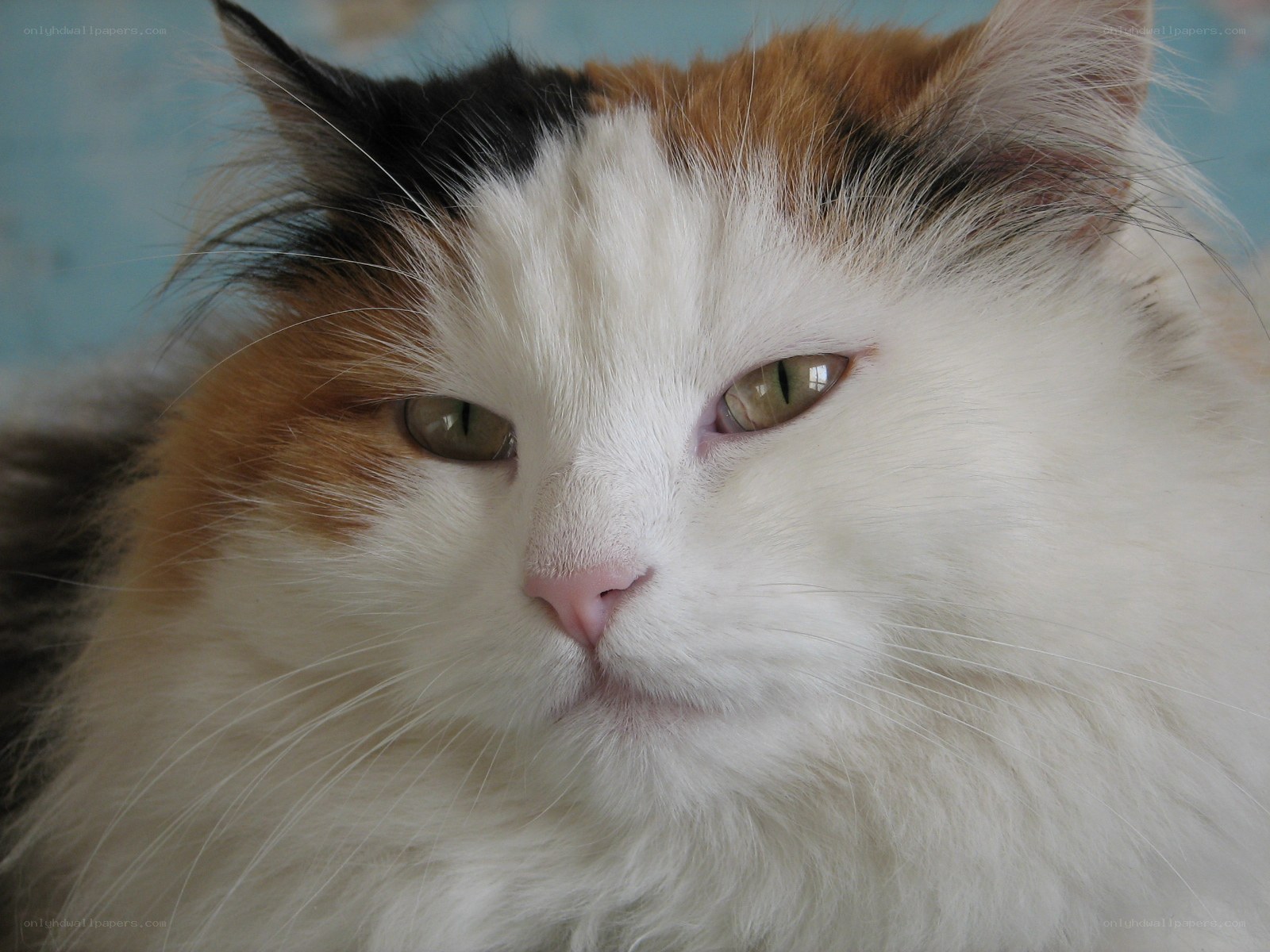 calico cat close-up