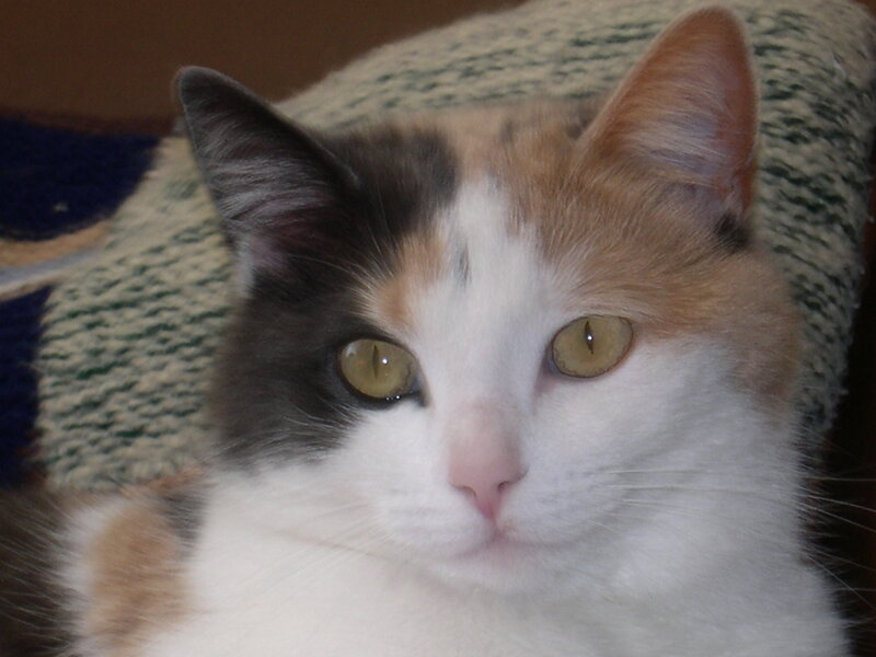calico cat close-up