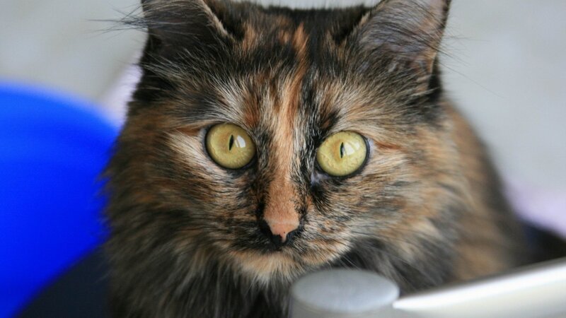 Calico Cat Close-up — Brown, Neutral, Photograph