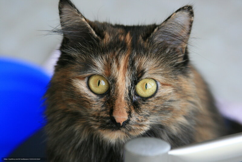 Calico Cat Close-up — Brown, Neutral